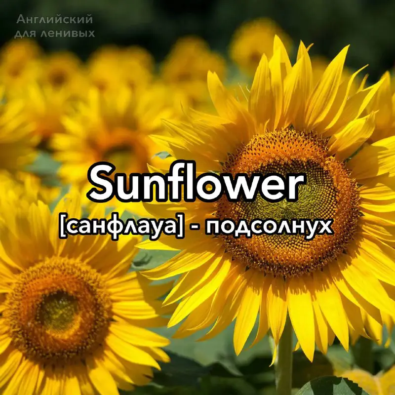 **Примеры:*****🌿*** The sunflower bloomed brightly in …
