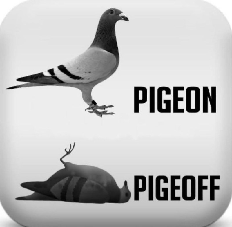 Do you feel 'pigeon' or 'pigeoff' …