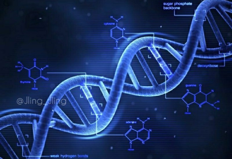 4 گرم از DNA انسان میتواند …