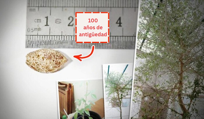 ***🔥*** Cientificos cultivan semilla 1000 años …