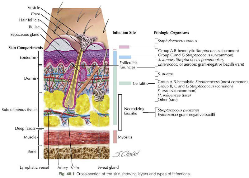 Layers and Types of Skin Infections