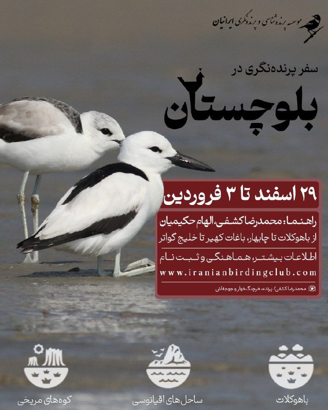 ***👈🏻***با ما در برنامه «پرنده‌نگری در …