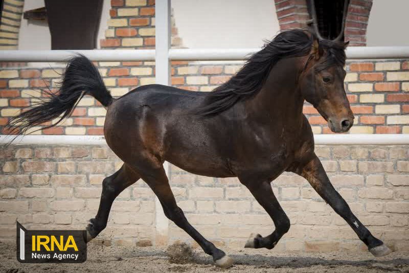 **اسب کاسپین ایرانی در راه یونسکو**