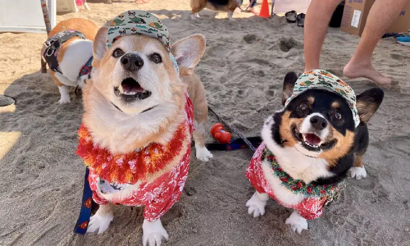Thousands of dog lovers and corgi owners crowded the sands of Huntington Beach, [#California](?q=%23California), April 1 to celebrate the 11th …