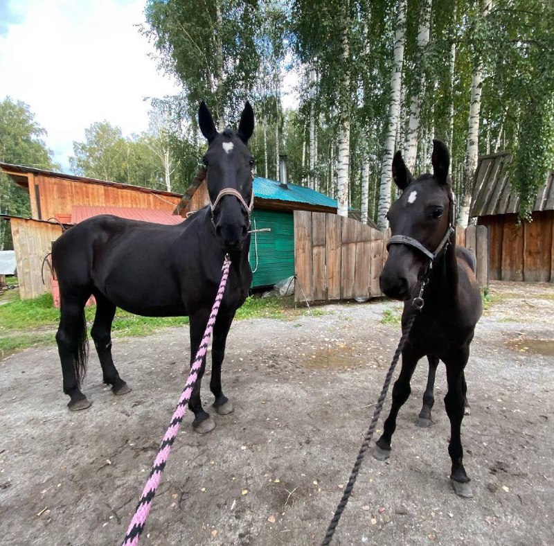 Тасины horses🖤🫂