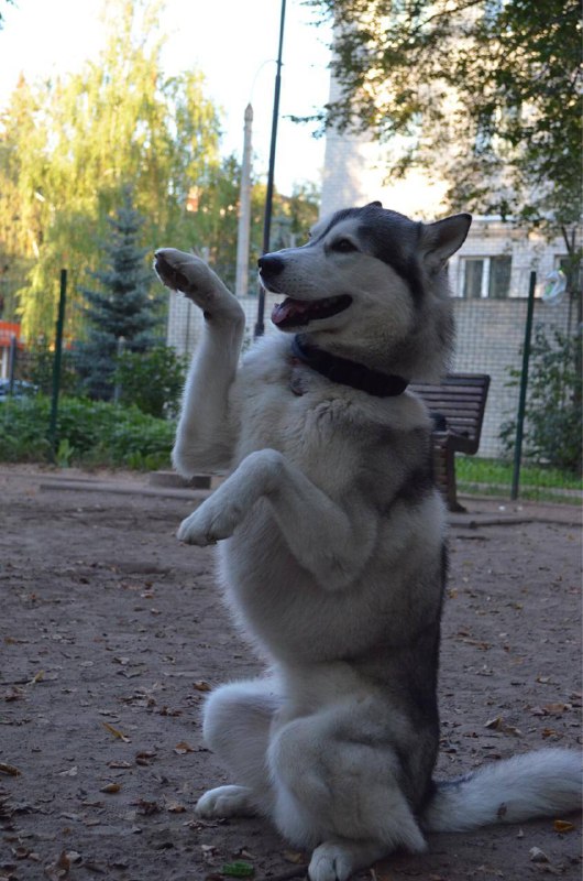 ездовой хасёныш