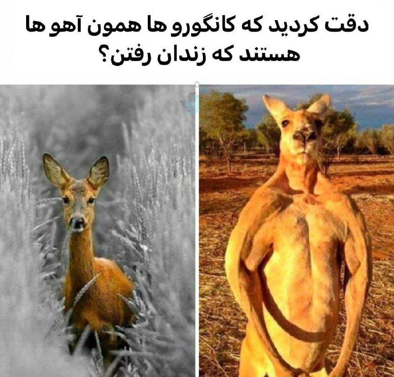 جدی جدی کپی هم هستن***😂******😂***