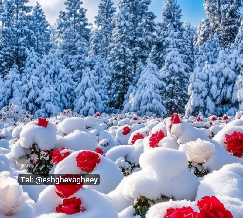 ***🌿******❤️******🌺******🌸******🕊***﷽***🕊***