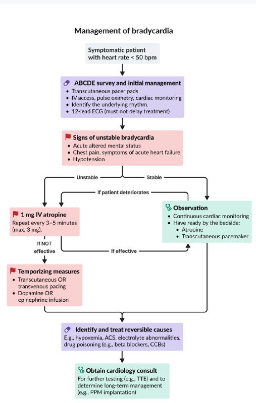 Bradycardia management in brief.