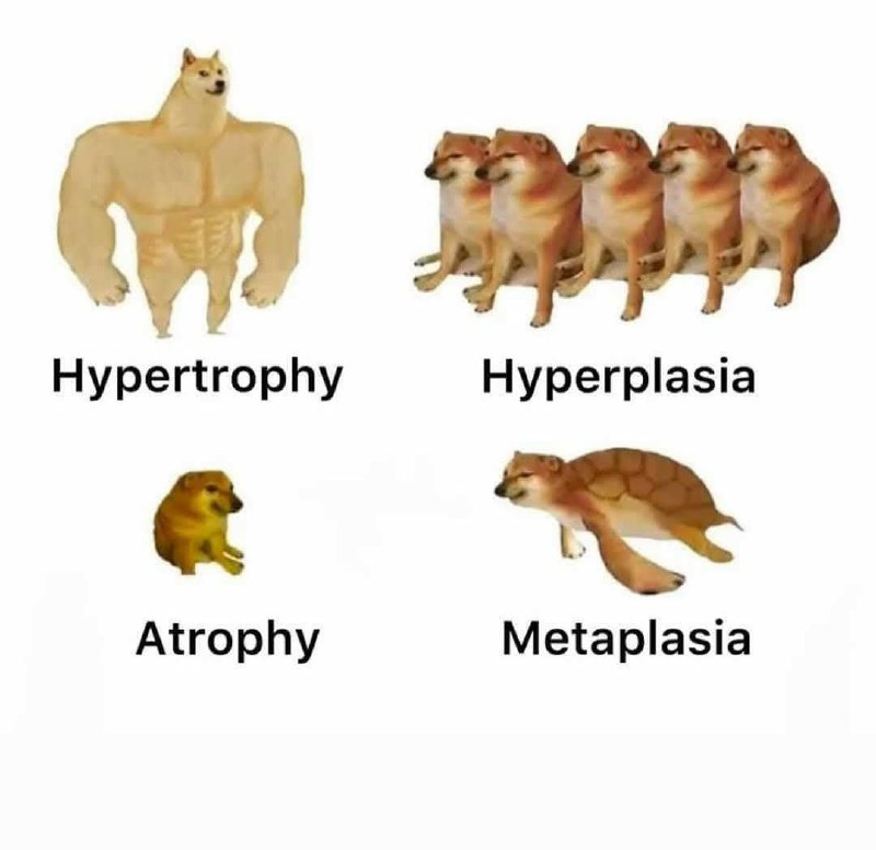 Adaptation