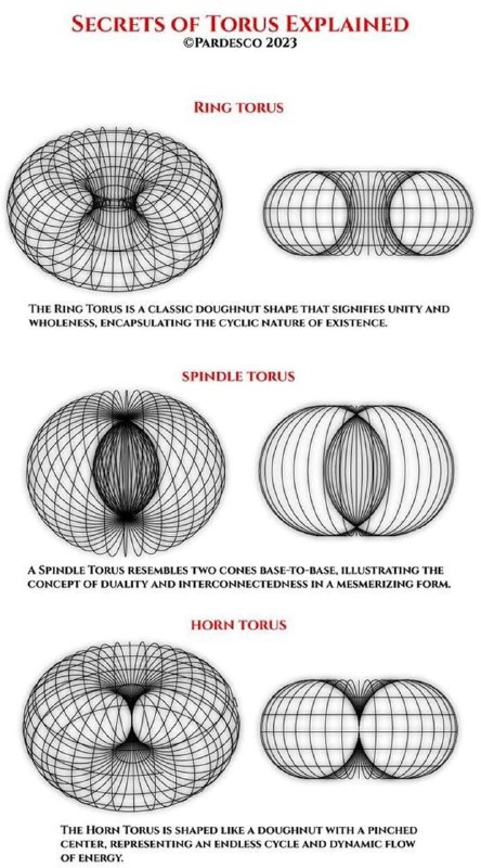 Torus Fields are kind of a …