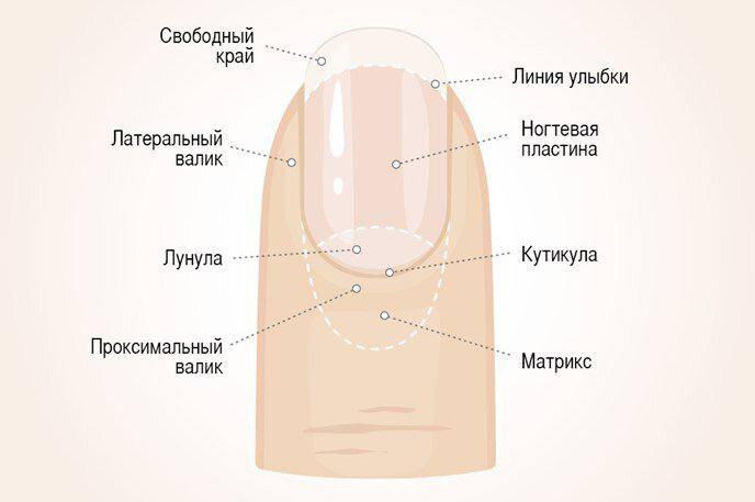 Цыганки гадают по руке, а мы, …