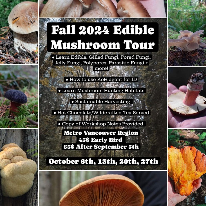 Fall Mushroom Classes: Oct 6th, 13th, …