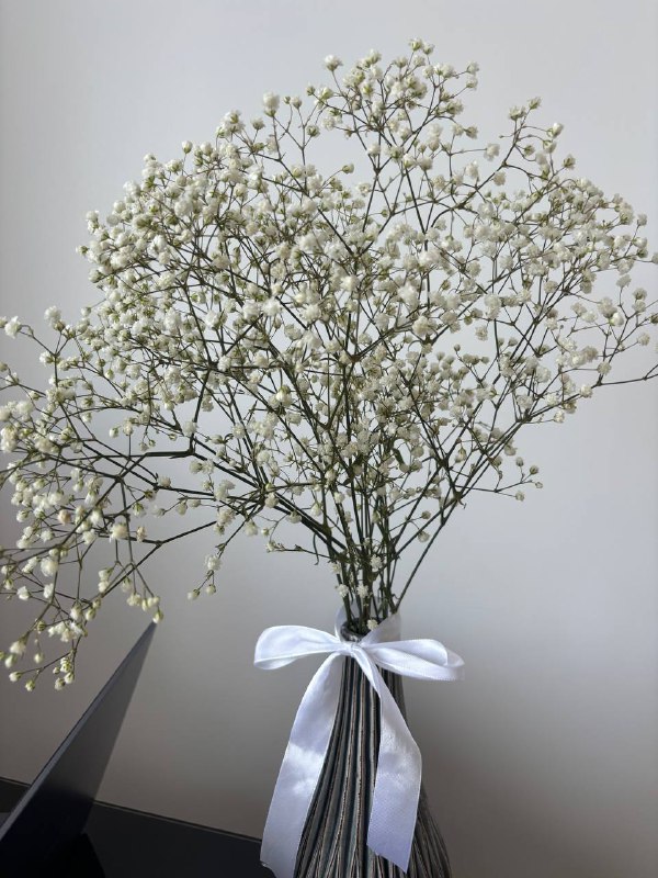 ***🐾******🐾******🐾***