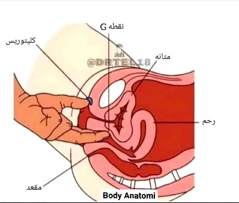 میدونستید اگه کلیتوریس و نقطه G …
