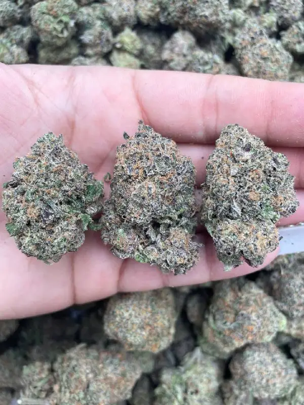 Caliplug Exotic Marijuana 🍁 🔥 Florida