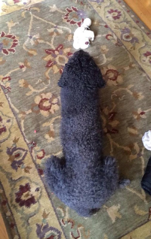 Top view of my neighbor’s poodle