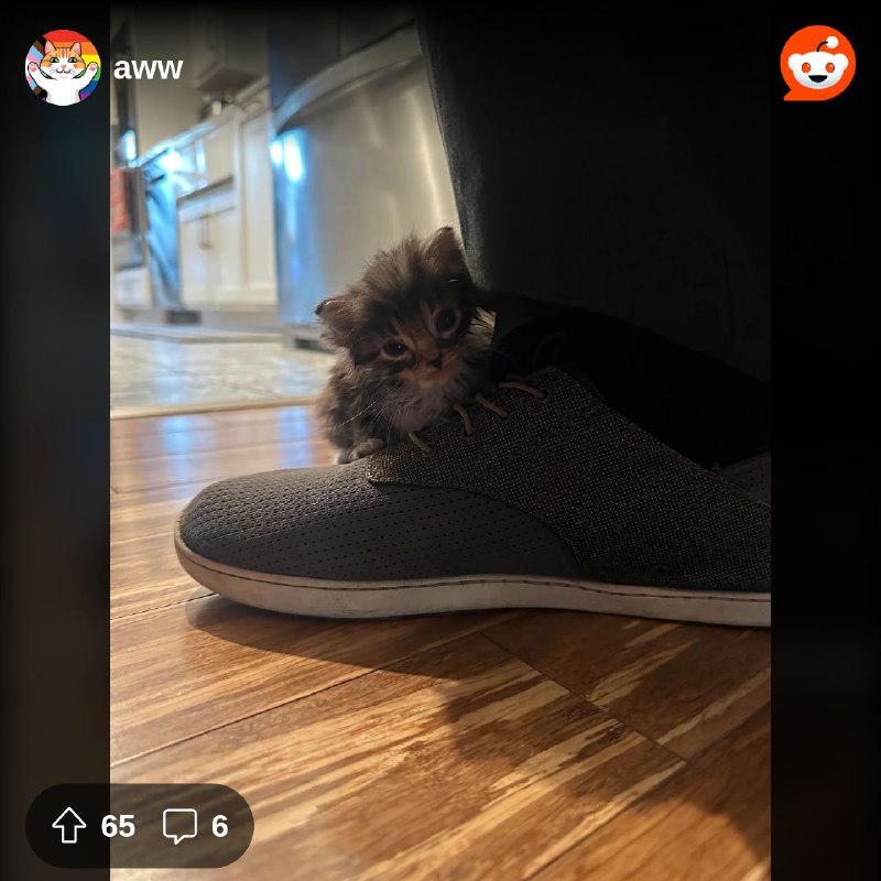 Acquired a kitten that loves to perch on shoes