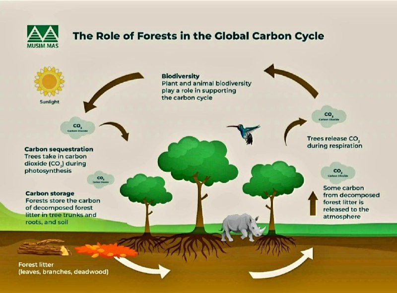 Without carbon, life on Earth will …