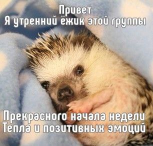 Ежеграм 🦔🦔🦔