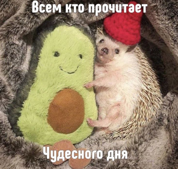 Ежеграм 🦔🦔🦔