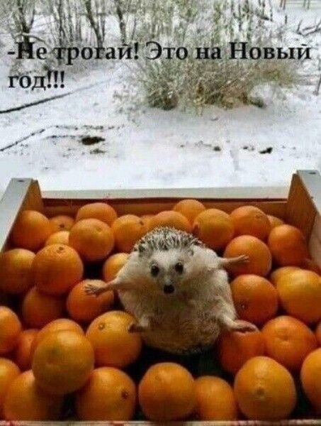 Ежеграм 🦔🦔🦔