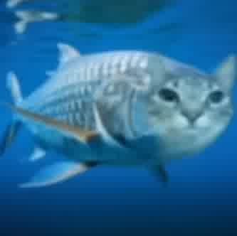 печкожитель флава🕯