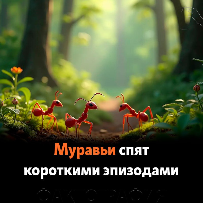 ***🐜***В среднем каждый муравей устраивает себе …