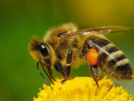 ***🐝*** Бджоли розпізнають обличчя!