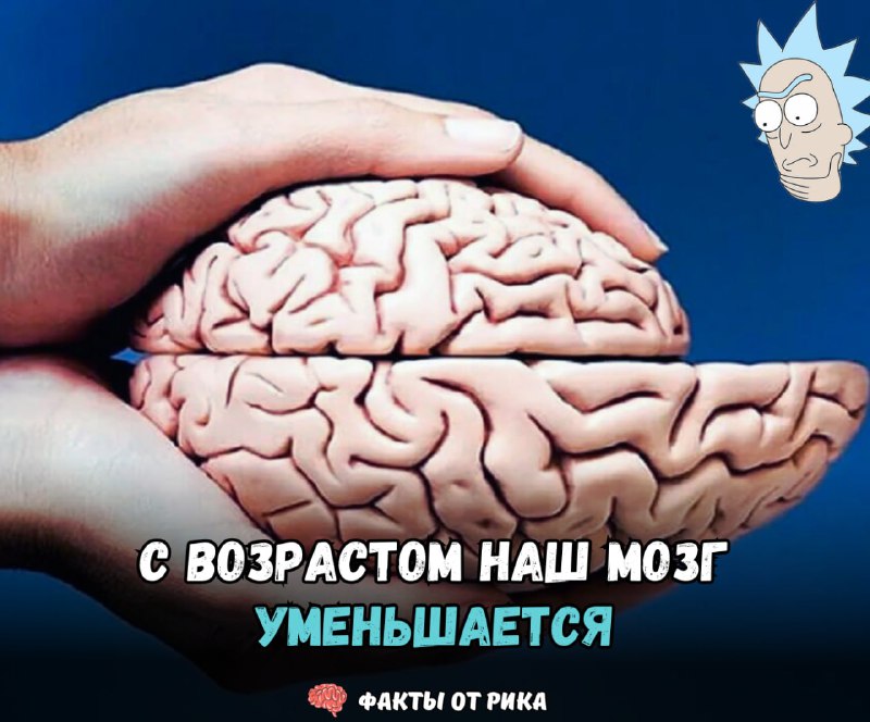 ***✔️*** **С возрастом мозг уменьшается, но …