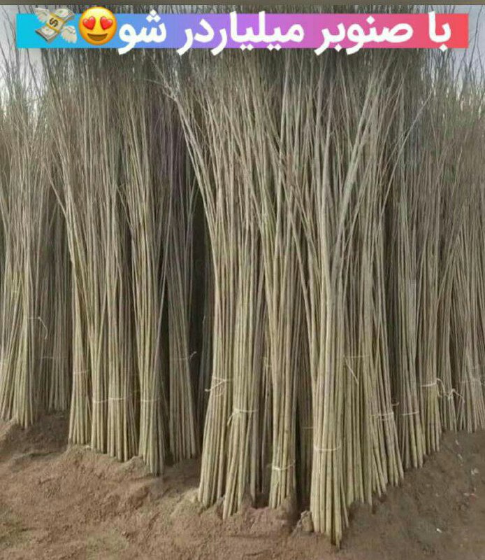 یک سرمایه گذاری عالی***❌******😍******✅***