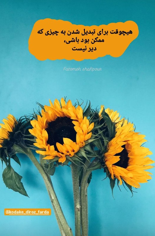 Fatemeh shafipour