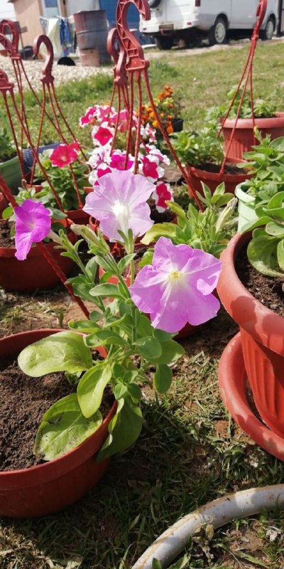 Зеленая фазенда | Санкт-Петербург 🌸