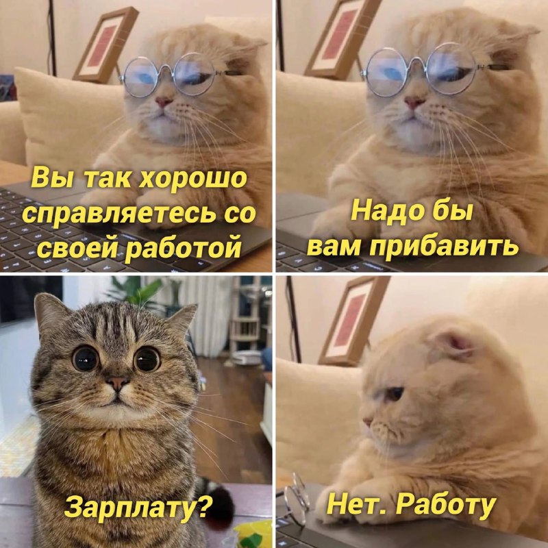 ФемКошка 😼