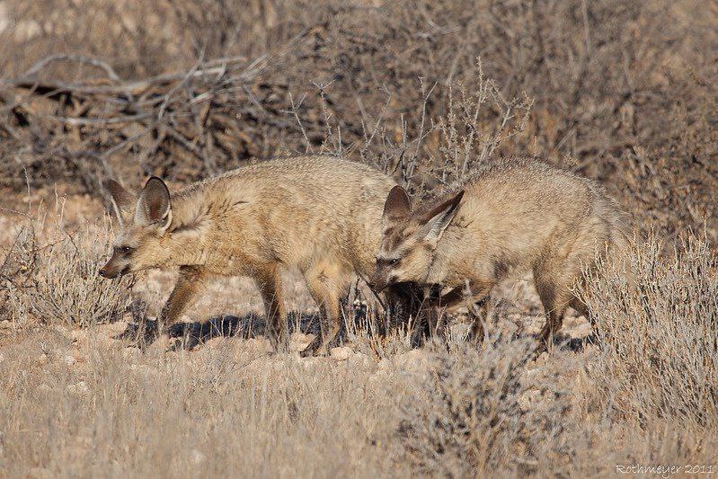 Fennec Friends ❤️