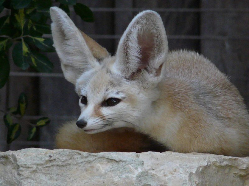 Fennec Friends ❤️