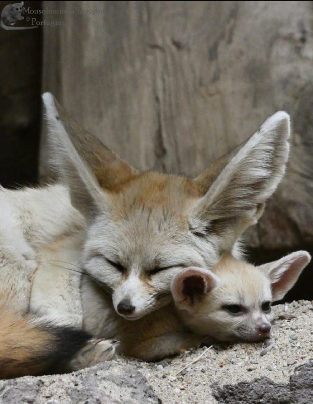 Fennec Friends ❤️