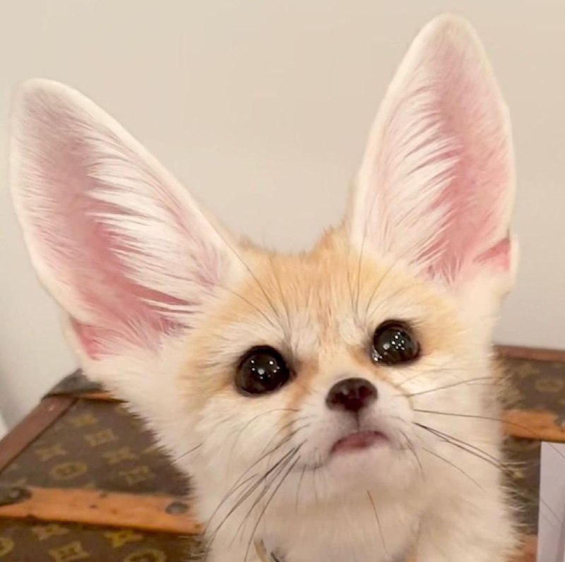 Fennec Friends ❤️