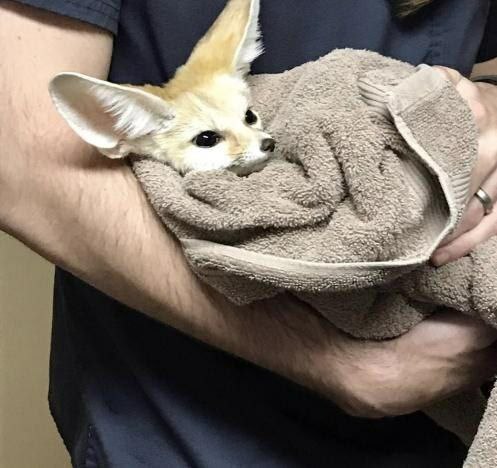 Fennec Friends ❤️