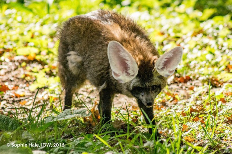 Fens with poorly attached ears