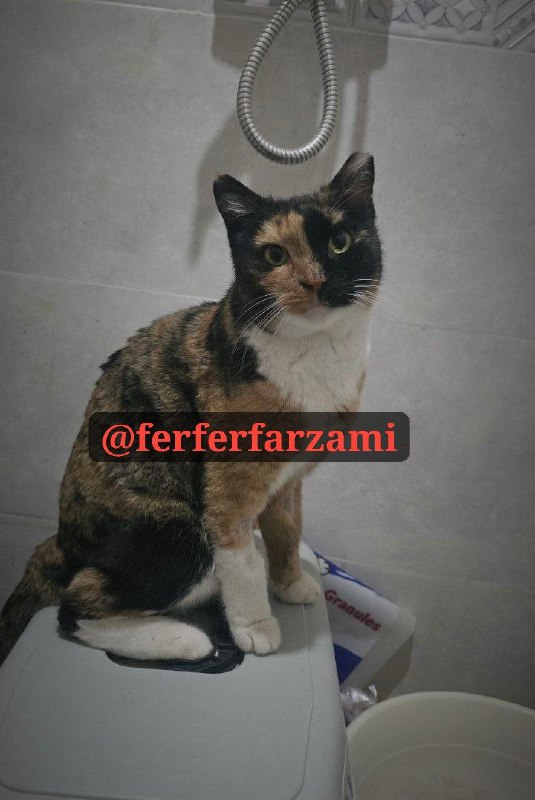[#واگذاری](?q=%23%D9%88%D8%A7%DA%AF%D8%B0%D8%A7%D8%B1%DB%8C)