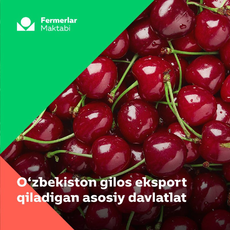 O'zbekistonning gilos eksporti hajmi!