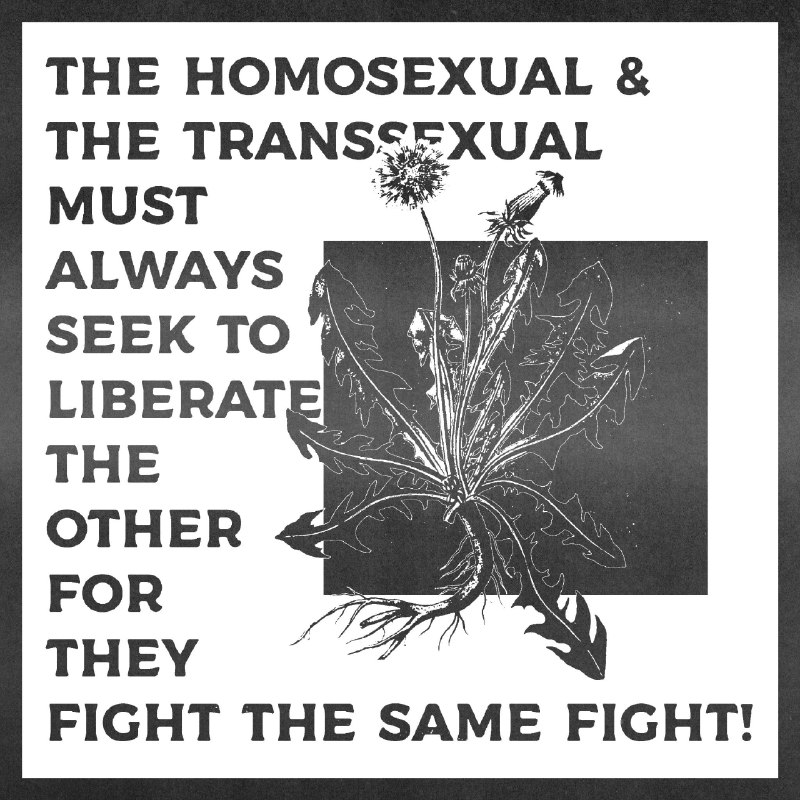 🏳️‍⚧️FIBEZONE🏳️‍🌈