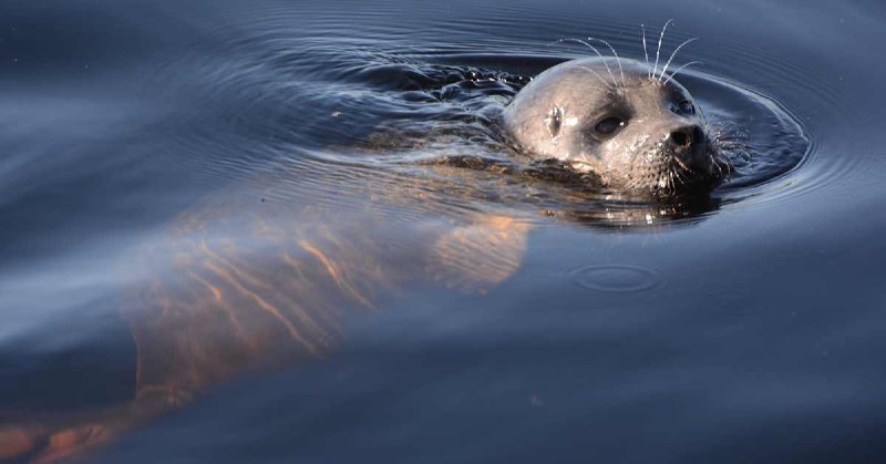 Endangered Saimaa ringed seals continue to …