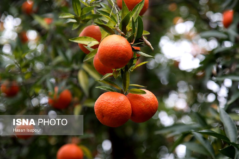 ***📸*** پیکونومی؛ عکس اقتصادی روز