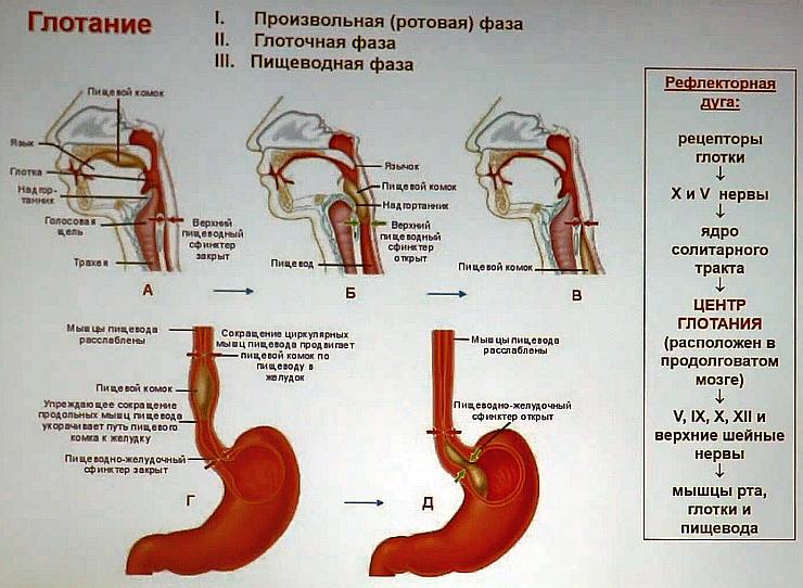 Замечательные иллюстрации процесса глотания. И видео …