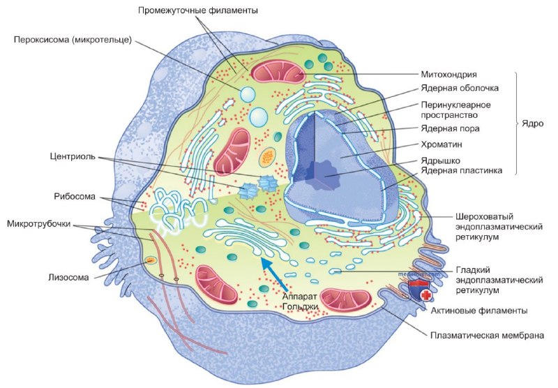 Цитоплазма клетки - с точки зрения …