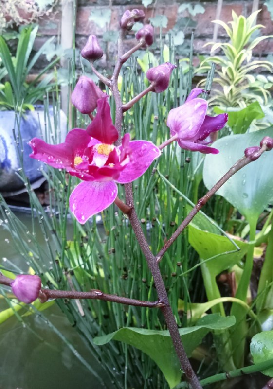 my orchid blooming