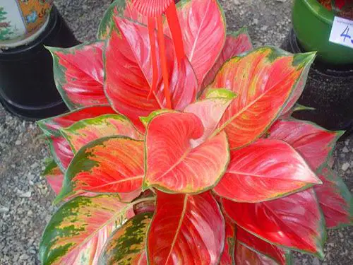 **Аглаонема Китайська червона (Aglaonema China Red)**Кущик …