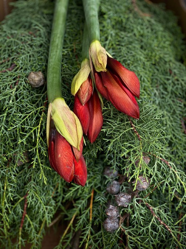 Florentin Flower Shop | Novi Sad …